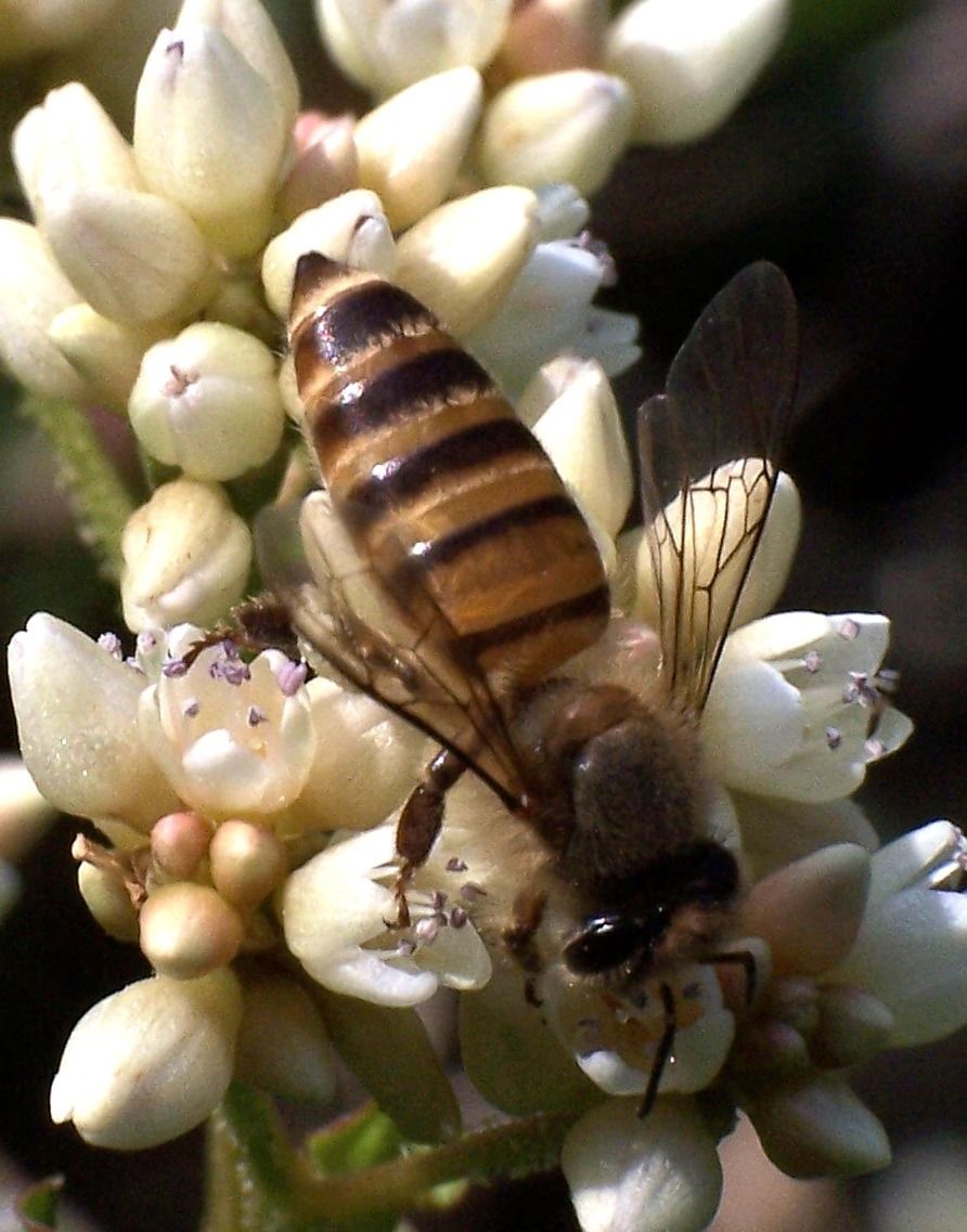 زنبور عسل شرقی یا هندی