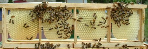 روش تولید انواع عسل شان-14
