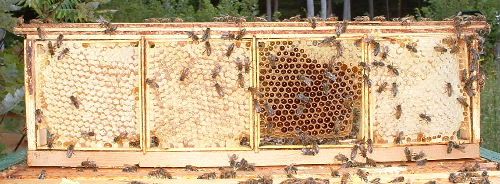 روش تولید انواع عسل شان-15