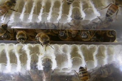 روش تولید انواع عسل شان-24