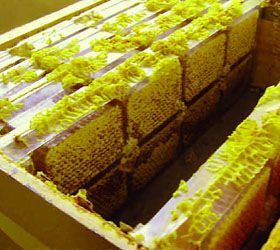 روش تولید انواع عسل شان-27