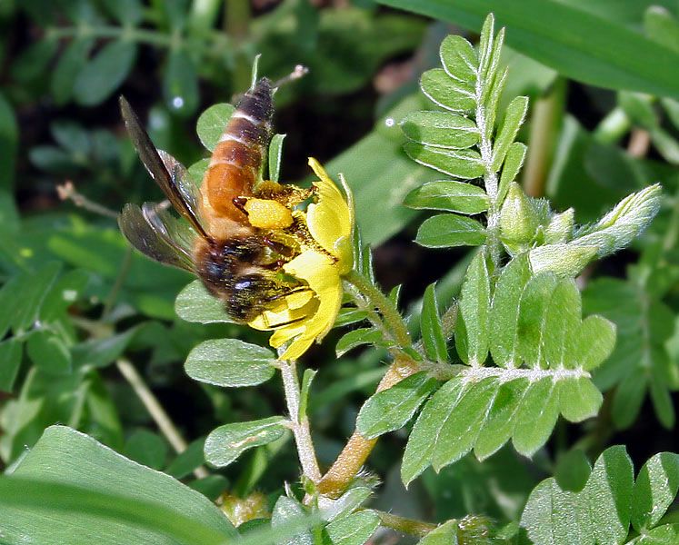 زنبور عسل بزرگ