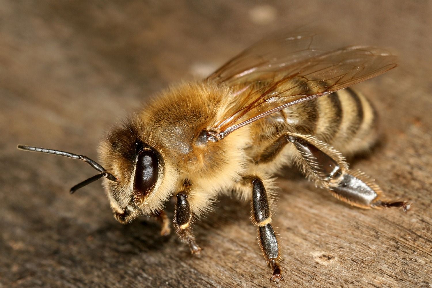 زنبور عسل معمولی یا اروپایی