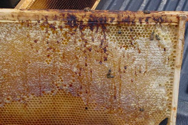 اسهال در اثر بیماری نوزما زنبور عسل