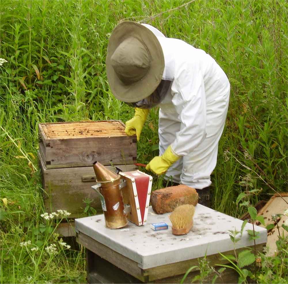 بازدید از کندوی زنبور عسل