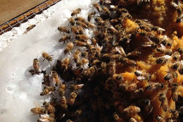 تغذیه زنبور عسل از کیک گرده