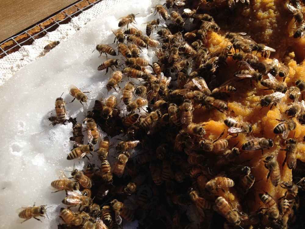 تغذیه زنبور عسل از کیک گرده
