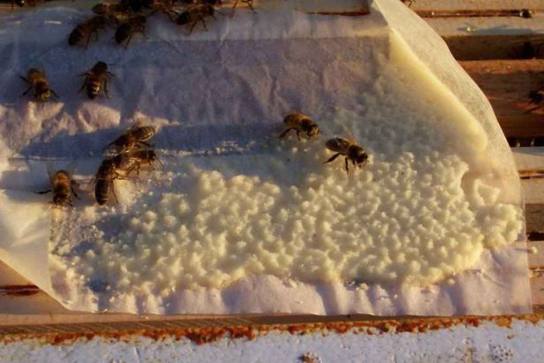 تغذیه زنبورها با شکر تخته