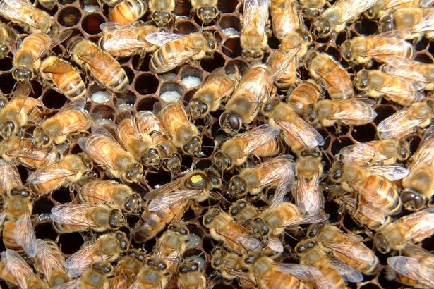 تغذیه ملکه توسط زنبورهای پرستار