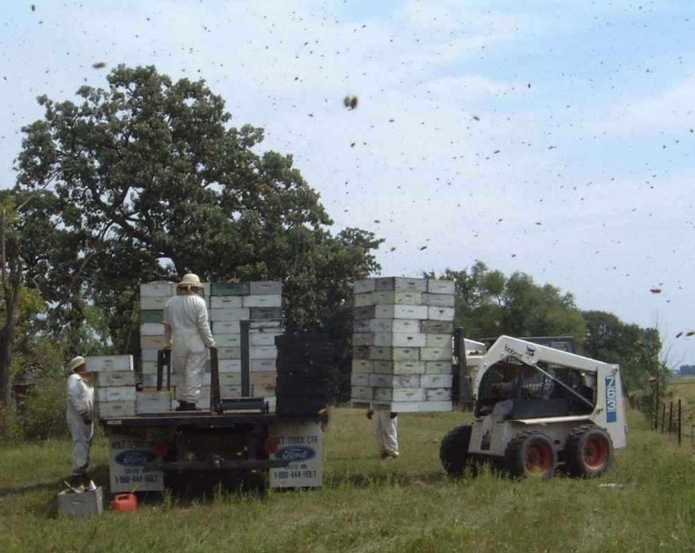 جا به جایی یا مهاجرت دادن کندوهای زنبور عسل