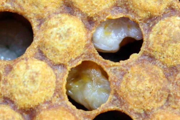 جسد لارو زنبور عسل مبتلا به بیماری لوک اروپایی
