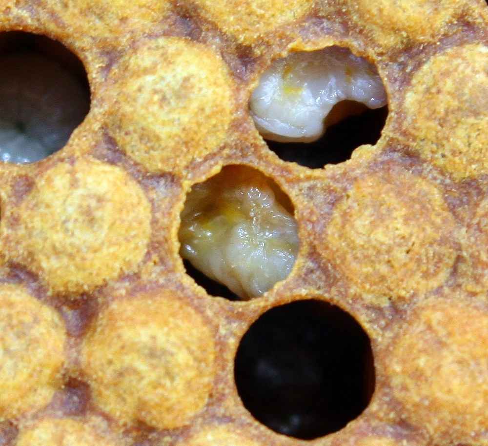 جسد لارو زنبور عسل مبتلا به بیماری لوک اروپایی
