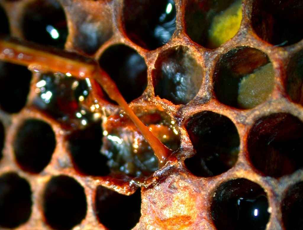 جسد لزج لارو زنبور عسل مبتلا به بیماری لوک آمریکایی