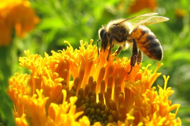 جمع آوری شهد توسط زنبور عسل