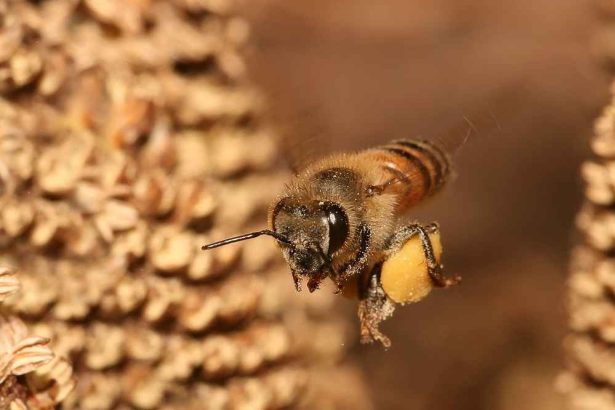 حمل گرده گل توسط زنبور عسل کارگر