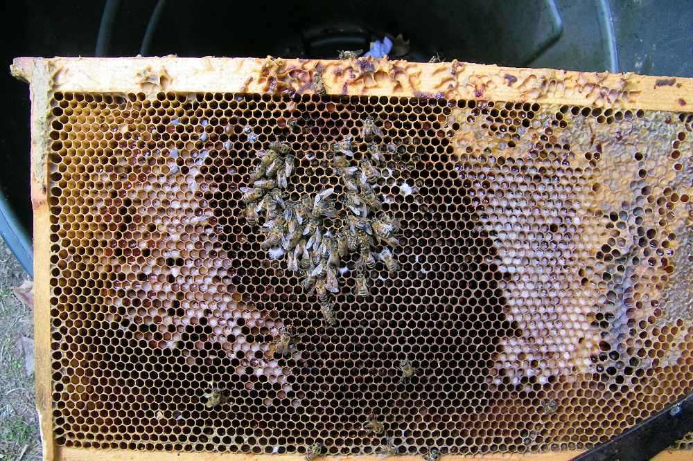 خوشه زمستانه زنبورها در وسط قاب
