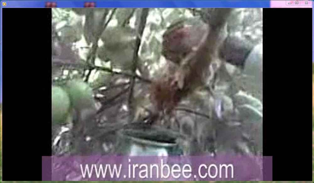 دانلود فیلم برداشت عسل وحشی از روی درخت