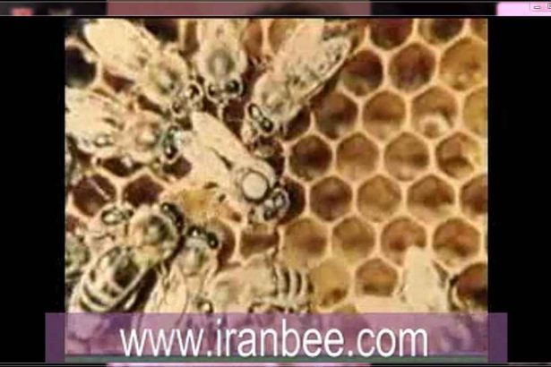 دانلود فیلم لحظه تخمگذاری ملکه زنبور عسل