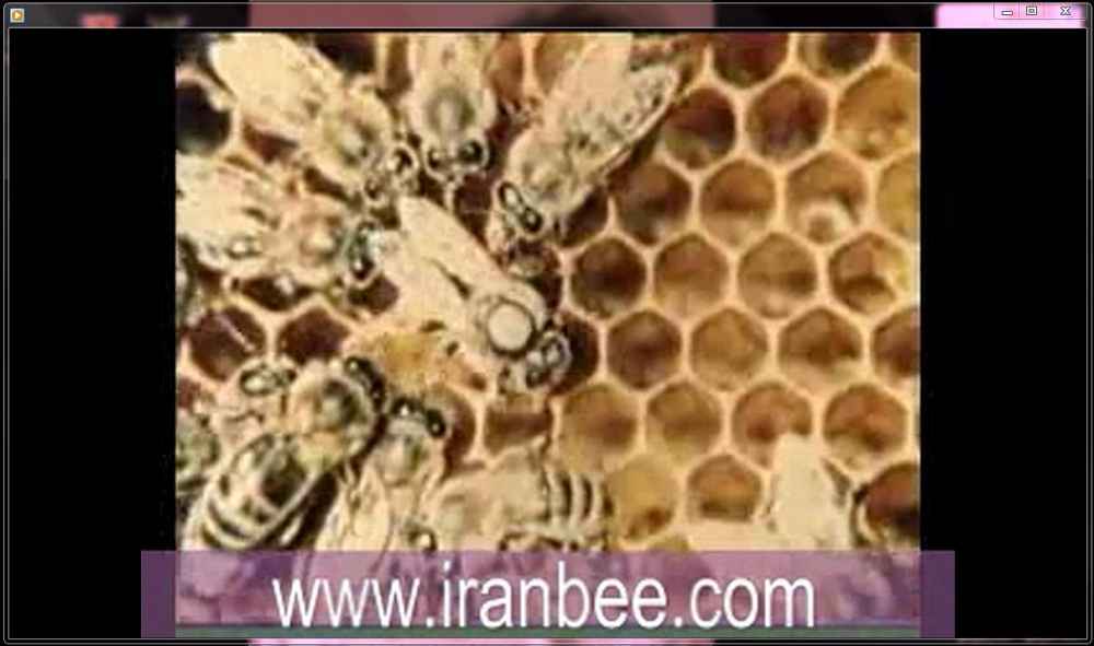 دانلود فیلم لحظه تخمگذاری ملکه زنبور عسل