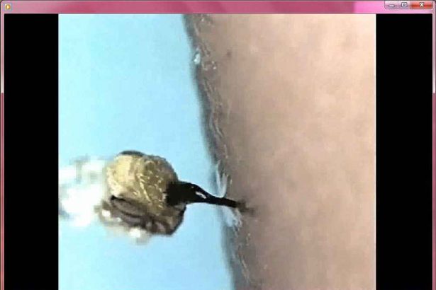 دانلود فیلم لحظه نیش زدن زنبور عسل به انسان