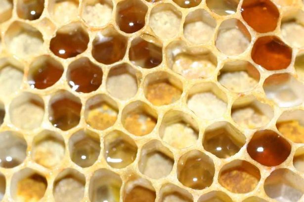 ذخیره عسل و گرده درون شان زنبور عسل