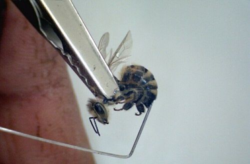 روش تشخیص زنبور عسل کارنیکا