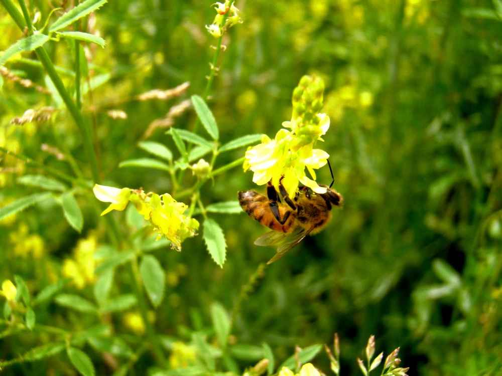 زنبور عسل روی گل یونجه