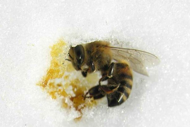 زنبور عسل مرده در زمستان