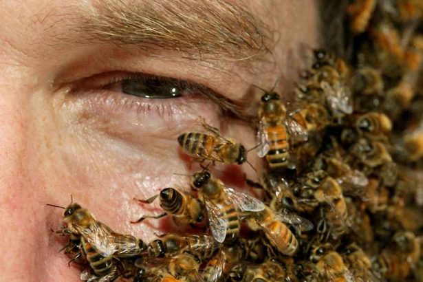 زنبور عسل های آرام و بی آزار