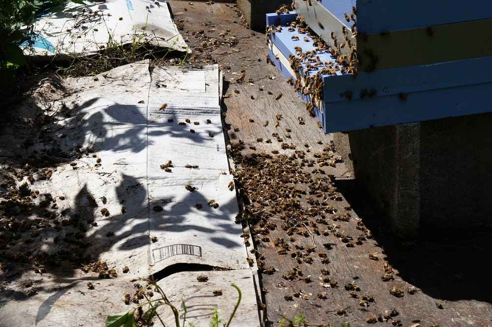 زنبور عسل های مرده در اثر سمپاشی