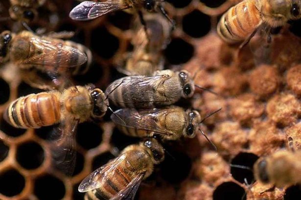 زنبور عسل های کارگر از نژادهای مختلف