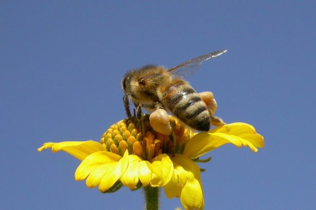 زنبور عسل کارگر با سبد گرده پر