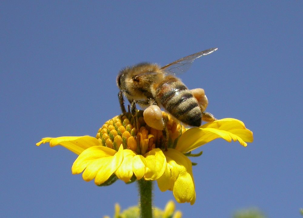 زنبور عسل کارگر با سبد گرده پر