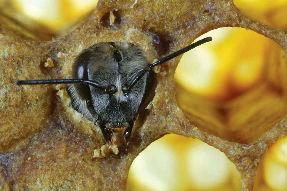 زنبور عسل کارگر در حال تولد
