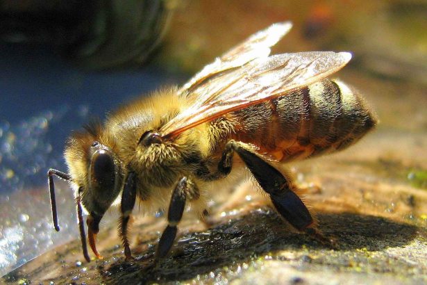 زنبور عسل کارگر در حال جمع آوری آب