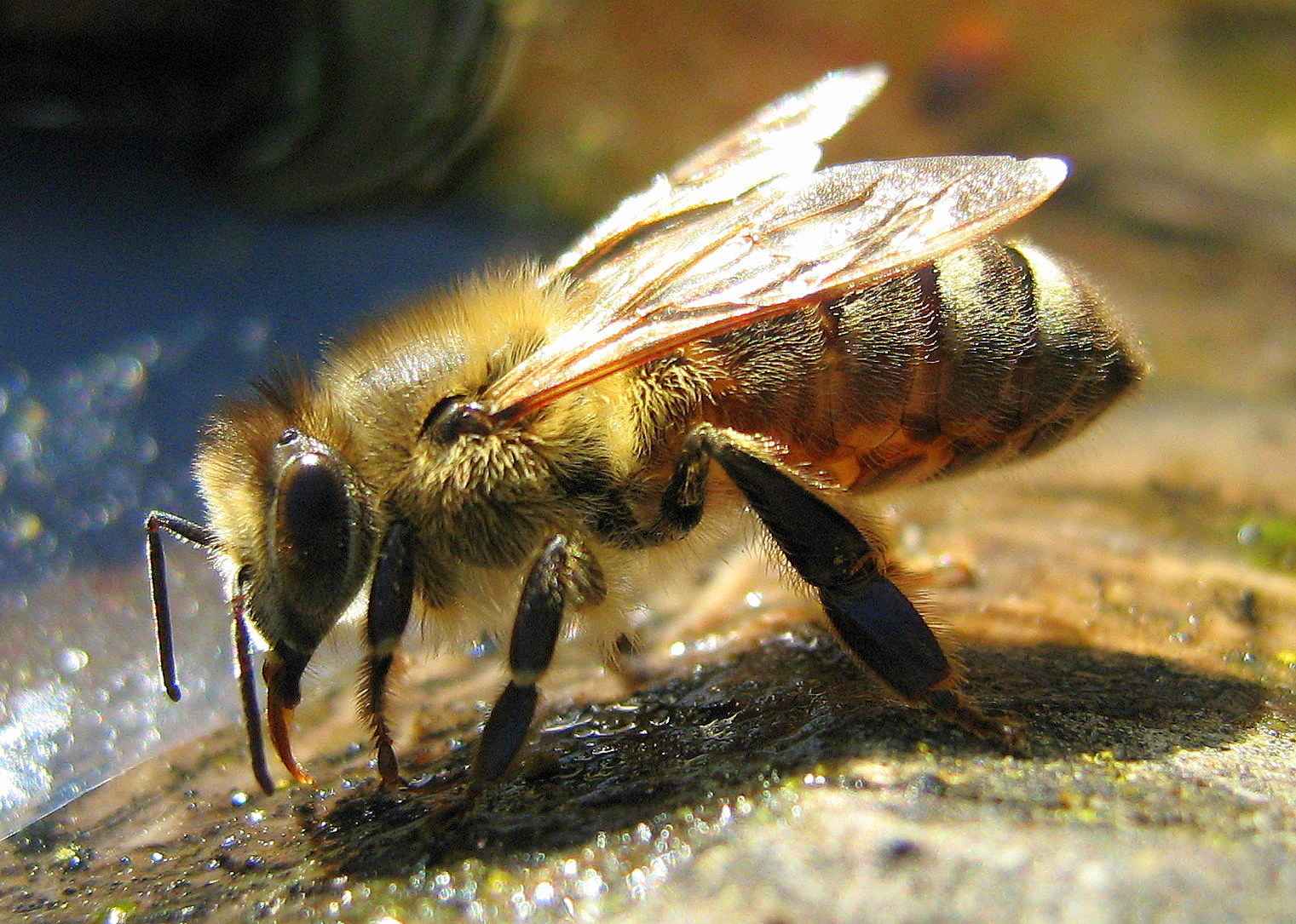 زنبور عسل کارگر در حال جمع آوری آب