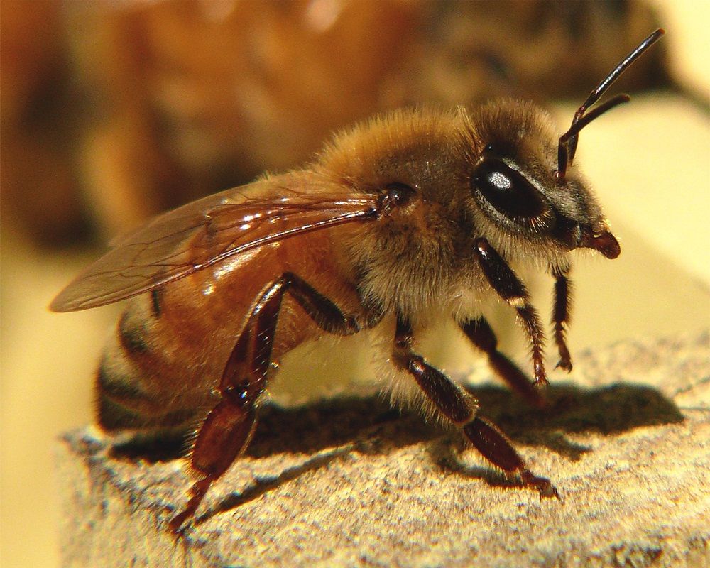 زنبور عسل کارگر