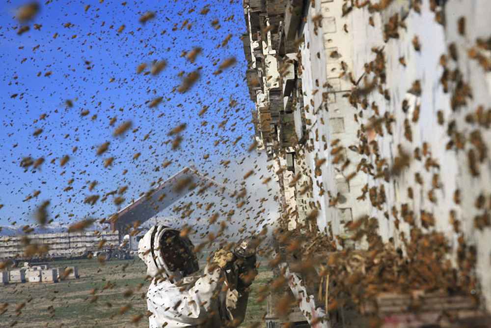 زنبورداری مهاجرتی و تجاری