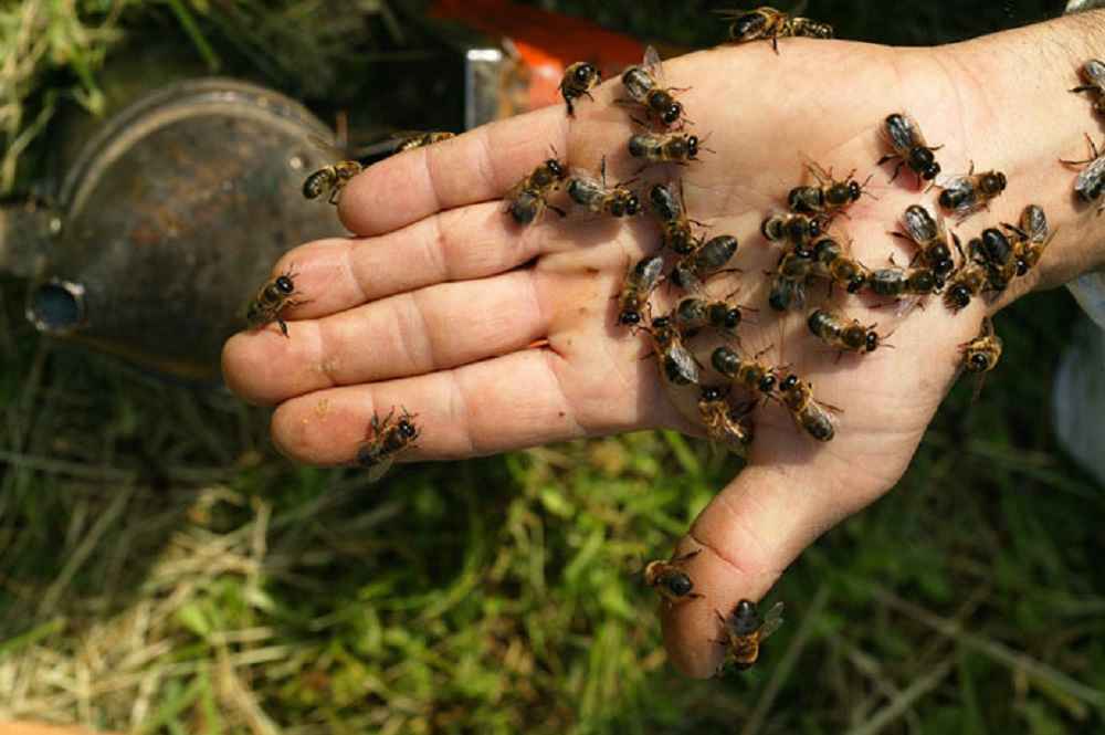 زنبورهای نر برای اسپرم گیری