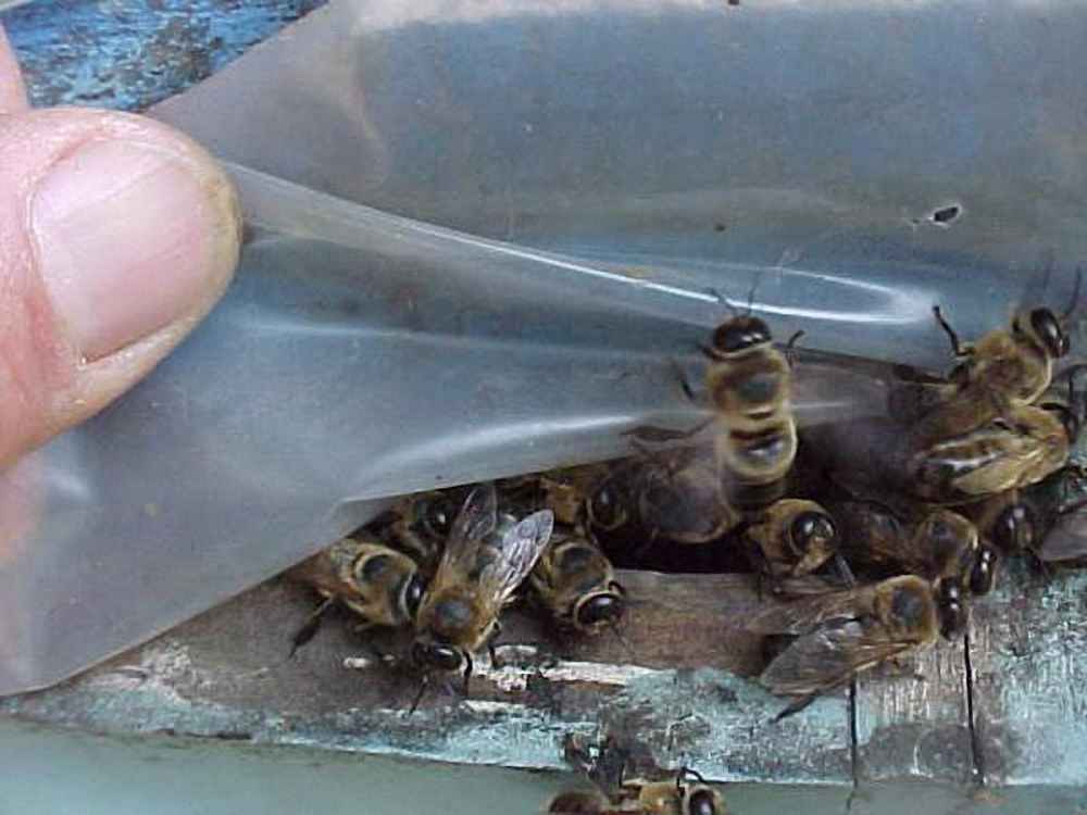 زنبورهای نر در یک کندوی نرزا