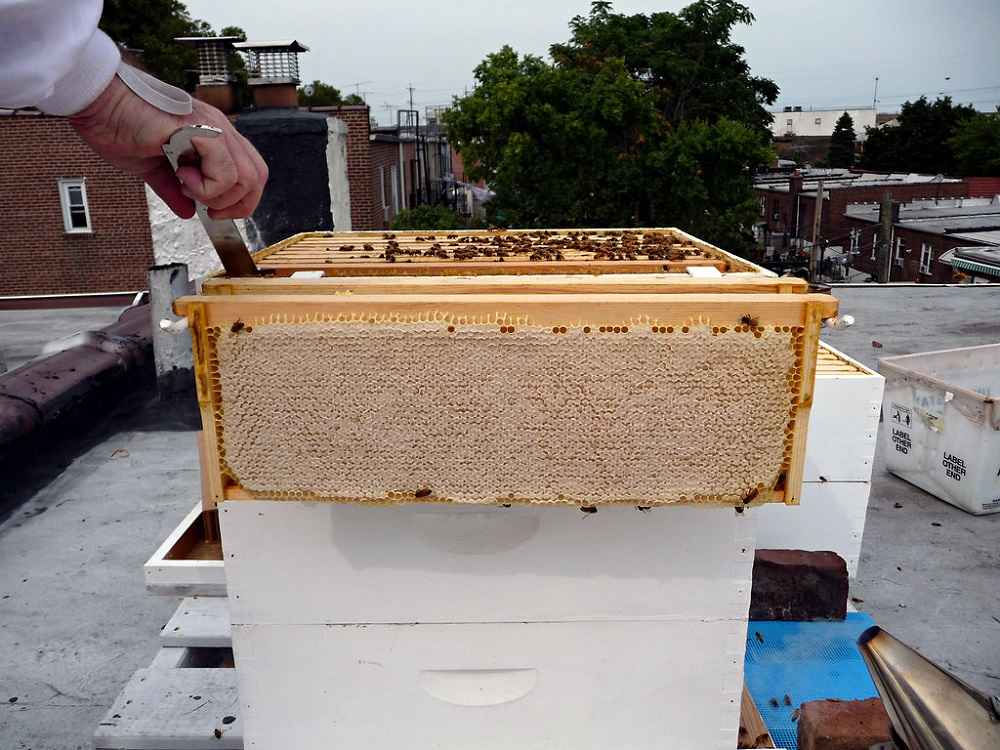 شروع زنبورداری - 6
