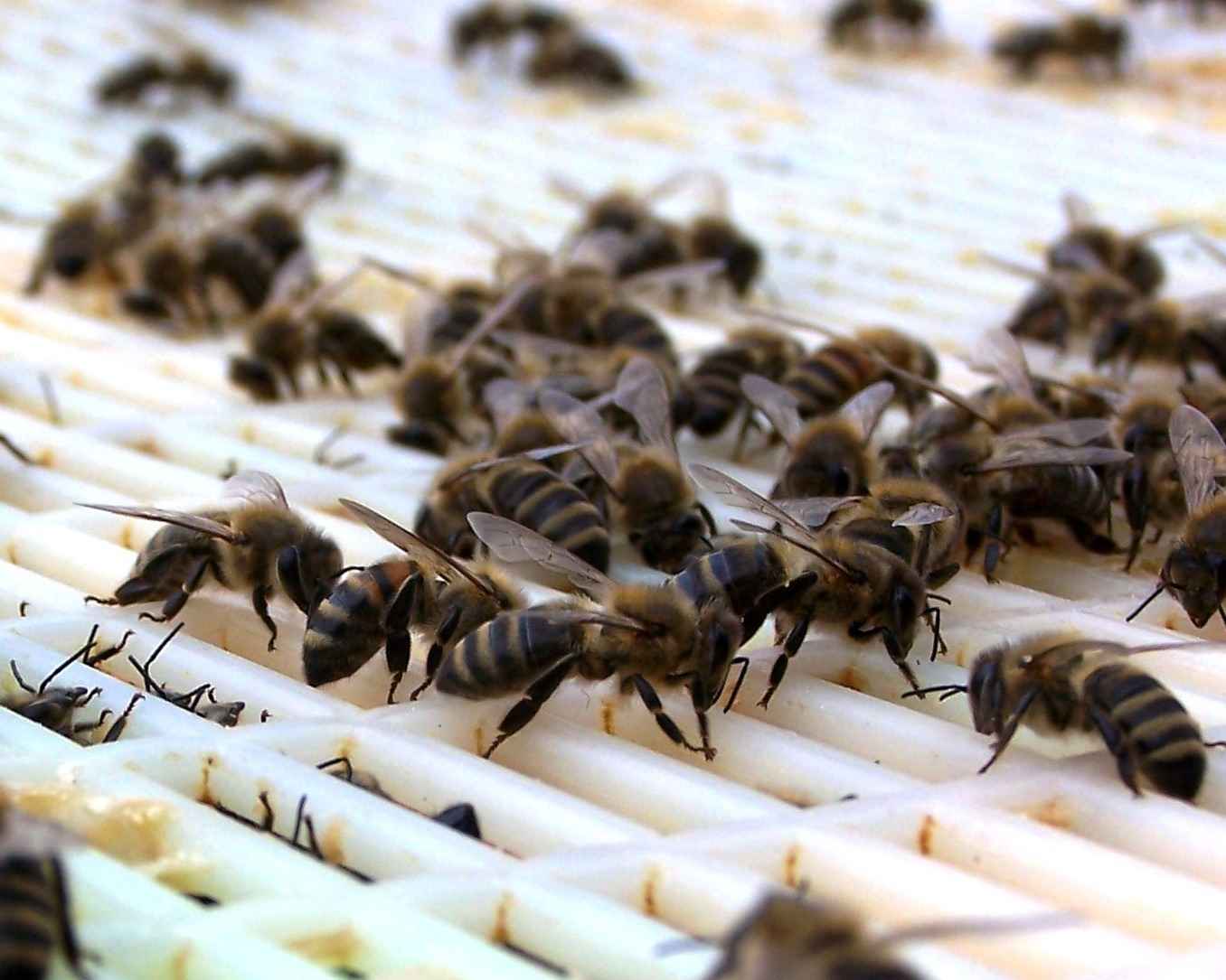 عبور زنبور عسل ها از پنجره ملکه
