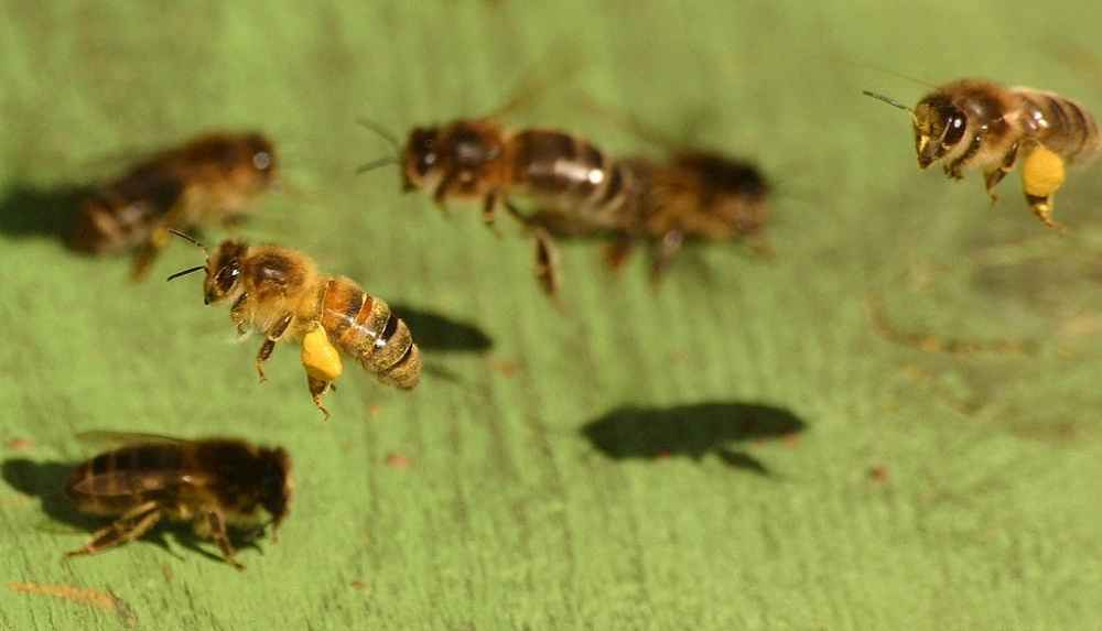 عسل و گرده آوری زنبور عسل های کارگر