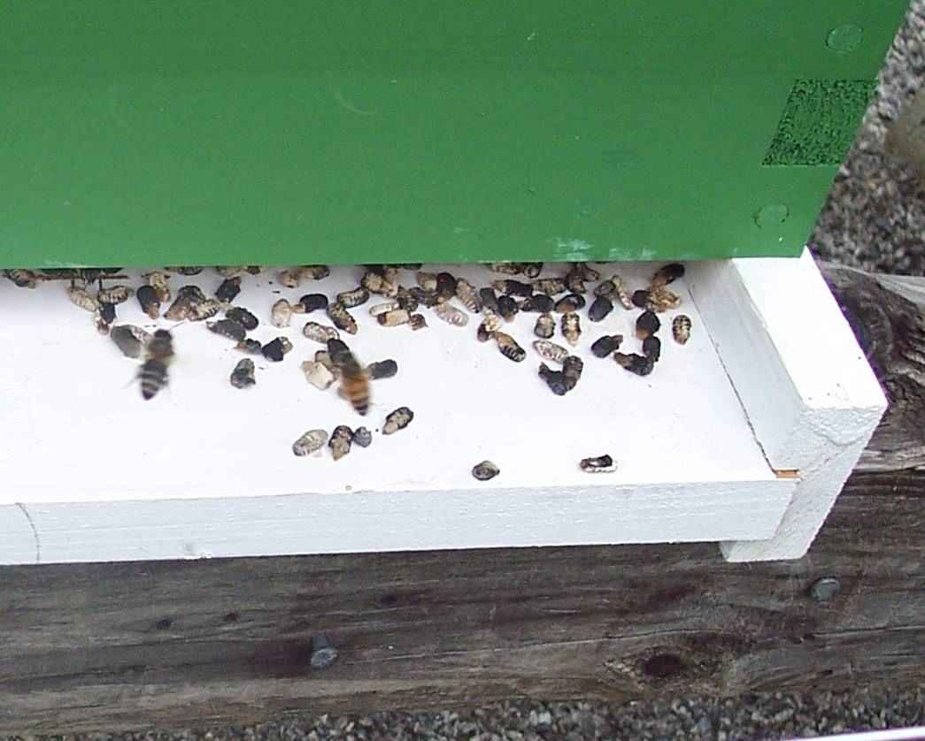 لارو های گچی شده زنبور عسل