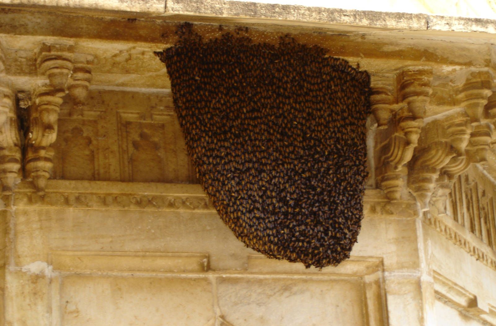 لانه زنبور عسل زیر سقف یک منزل