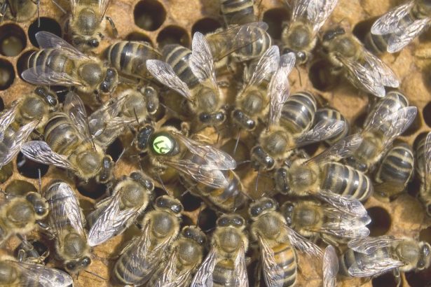 ملکه زنبور عسل شماره گذاری شده