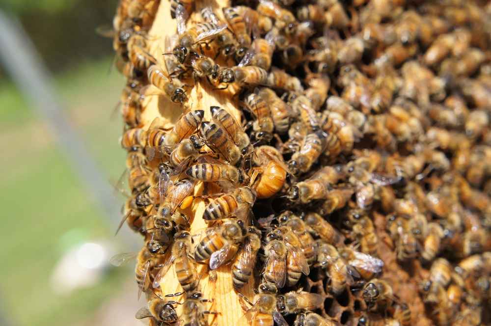 ملکه زنبورعسل در حال تخمگذاری