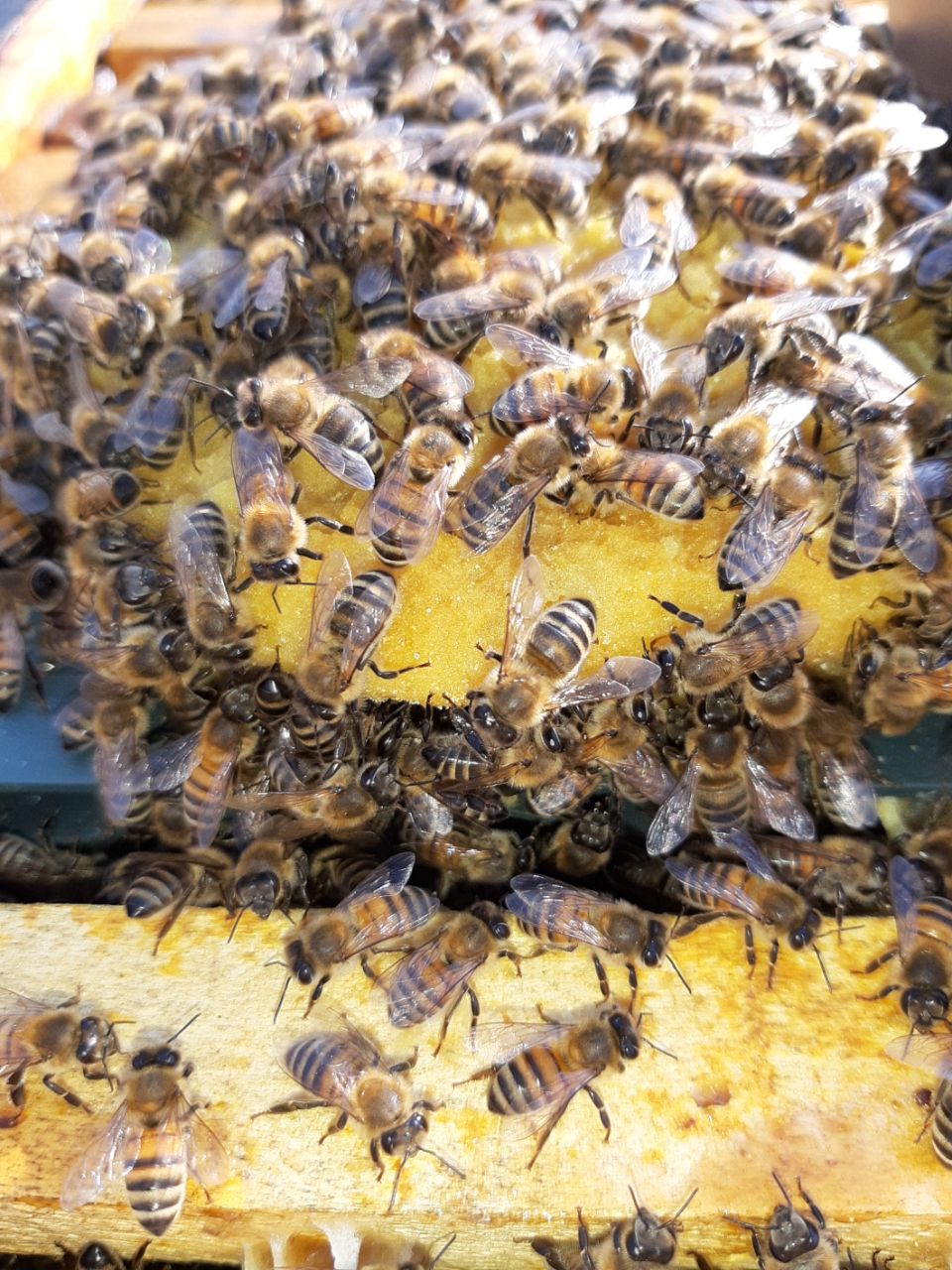 خرید کیک گرده زنبورعسل, پاوربی