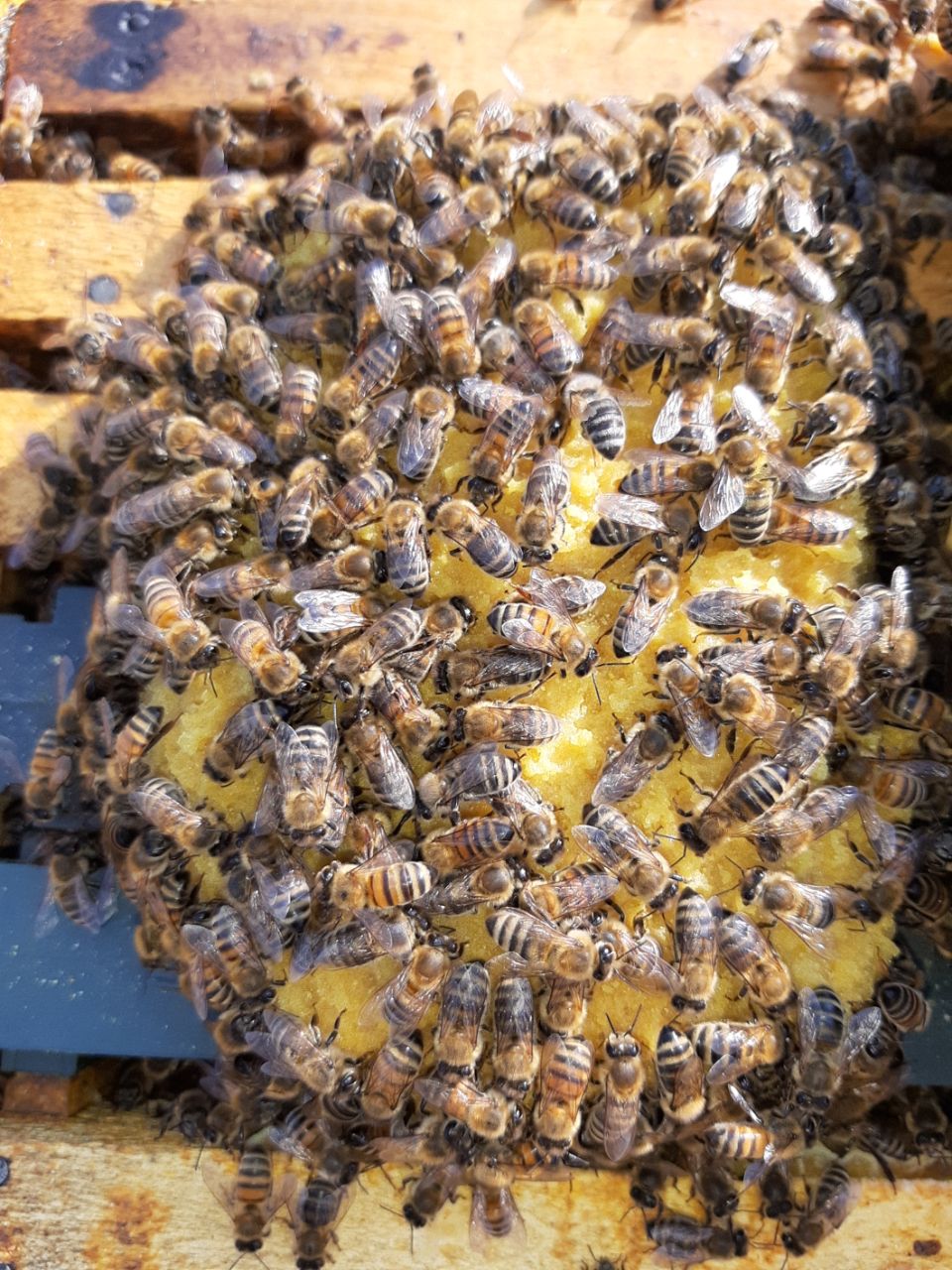 خرید کیک گرده زنبورعسل, پاوربی