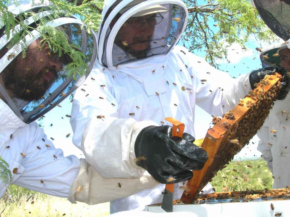 پیدا کردن ملکه زنبور عسل